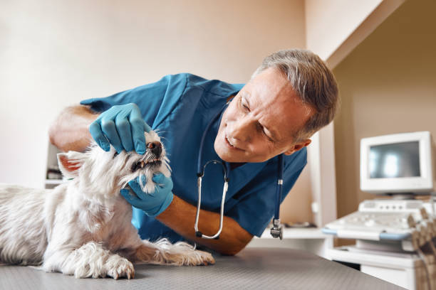  Gulfport, FL Emergency Dentist Pros
